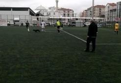 Sahaya giren davetsiz misafir ilginç görüntülere sahne oldu