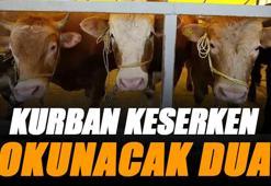 Kurban kesim duası Diyanet: Kurban keserken okunacak dua hangisidir?
