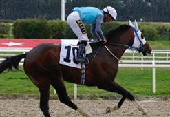 Hipodrom.com Ege Derbisi Pazar günü koşuluyor