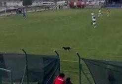 Sahaya giren köpek, maçın geçici olarak durmasına neden oldu