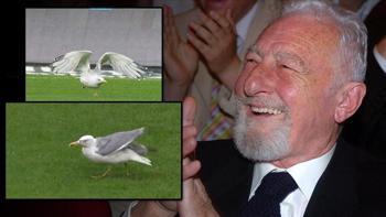 Beşiktaş - Samsunspor maçına damga vuran 'Martı'!