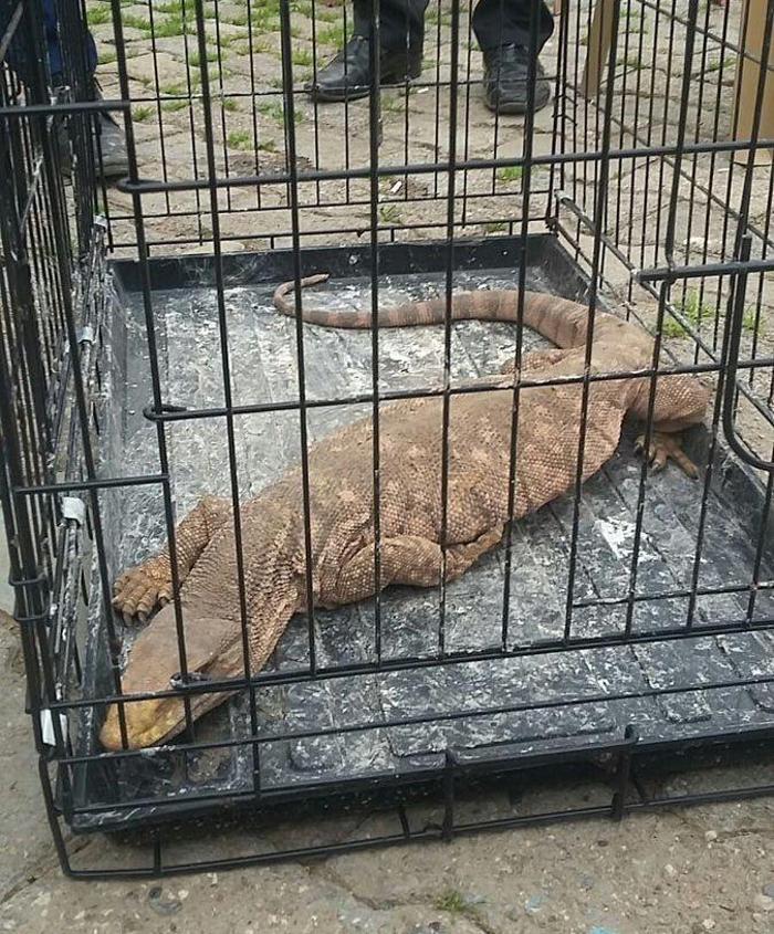 Cizrede çöl varanı bulundu