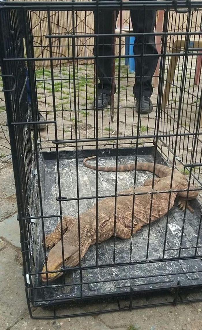 Cizrede çöl varanı bulundu