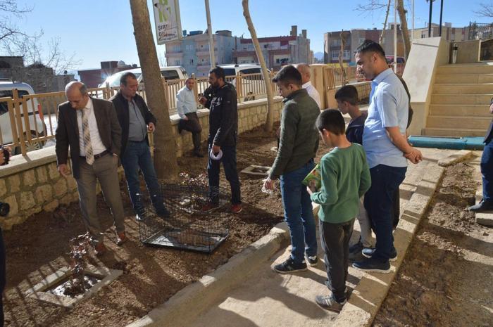 Cizrede çöl varanı bulundu