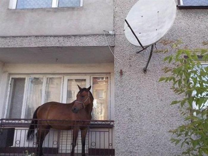 Sosyal medyada fenomen oldu