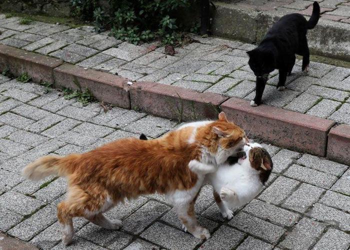 İstanbulun kedileri dünya basınında