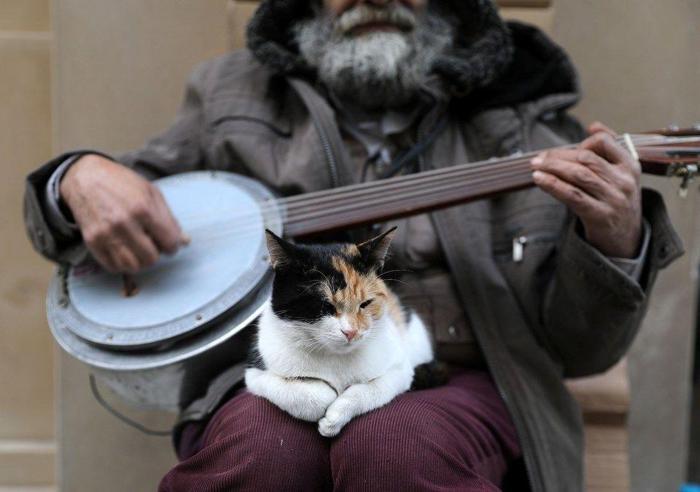 İstanbulun kedileri dünya basınında