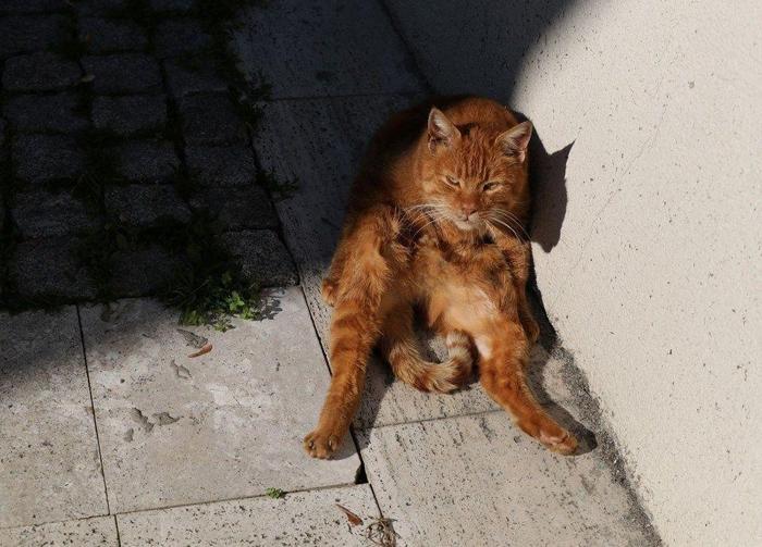 İstanbulun kedileri dünya basınında