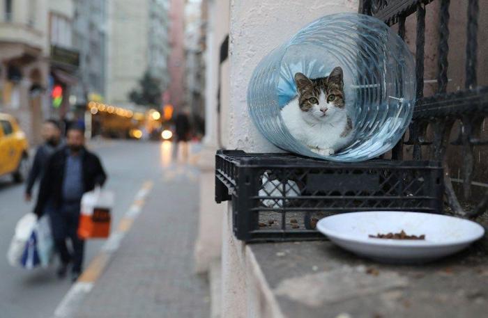 İstanbulun kedileri dünya basınında
