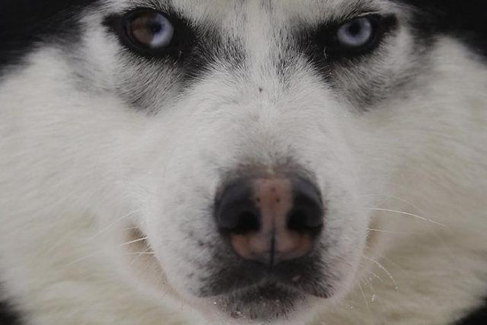 Husky Parka yoğun ilgi