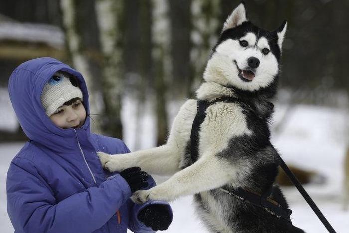 Husky Parka yoğun ilgi