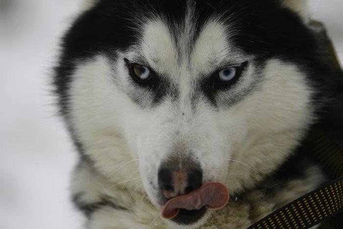 Husky Parka yoğun ilgi