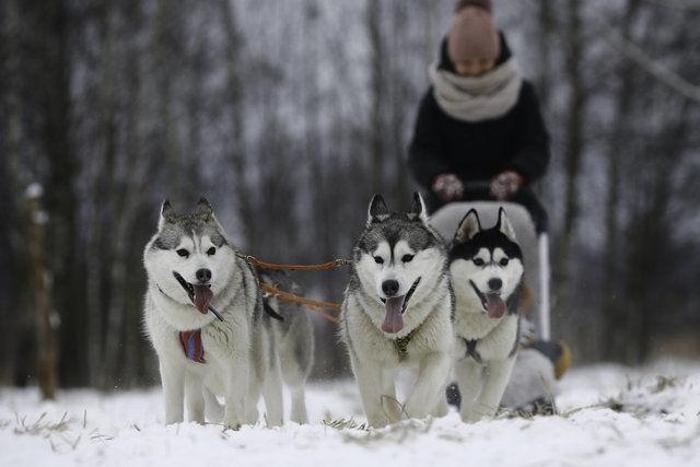 Husky Parka yoğun ilgi
