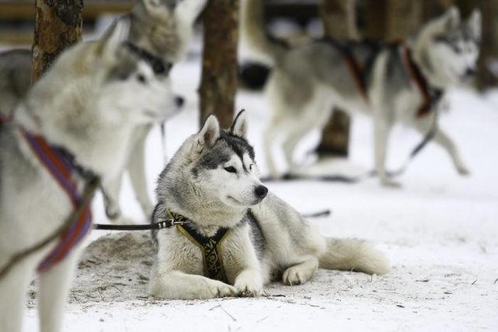 Husky Parka yoğun ilgi