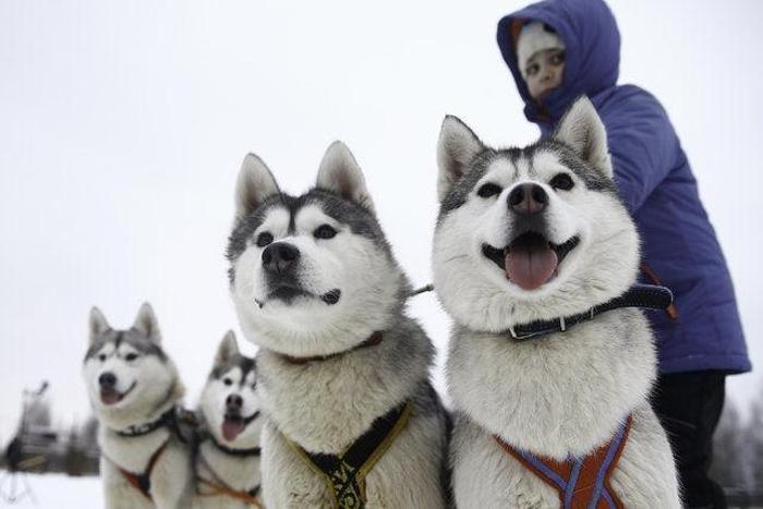 Husky Parka yoğun ilgi