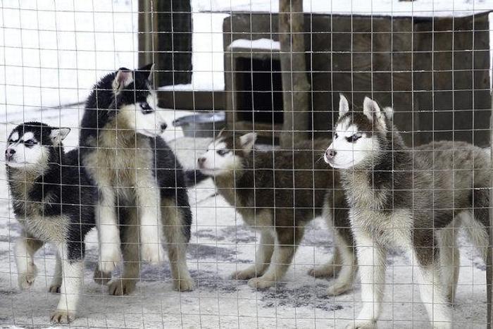 Husky Parka yoğun ilgi
