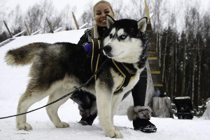 Husky Parka yoğun ilgi