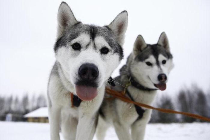 Husky Parka yoğun ilgi