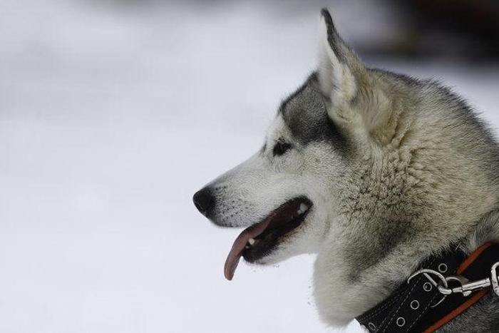 Husky Parka yoğun ilgi