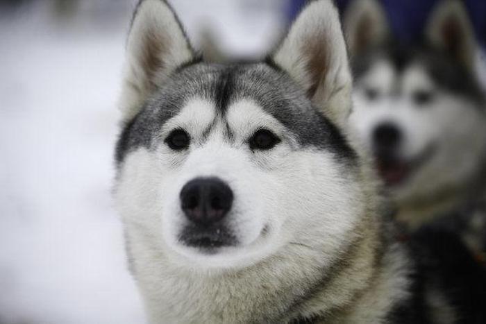 Husky Parka yoğun ilgi