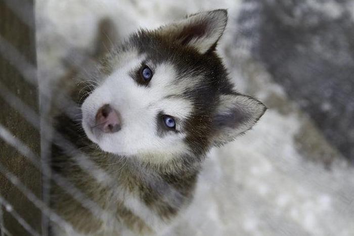 Husky Parka yoğun ilgi