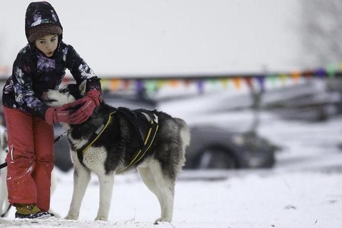 Husky Parka yoğun ilgi