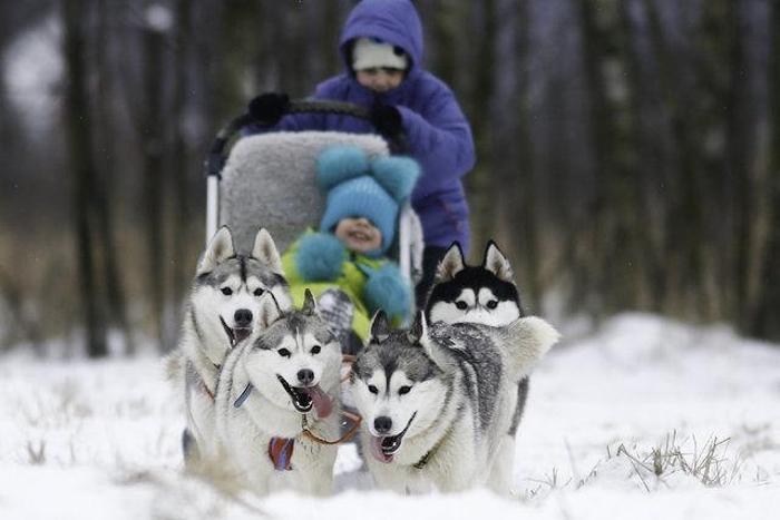 Husky Parka yoğun ilgi