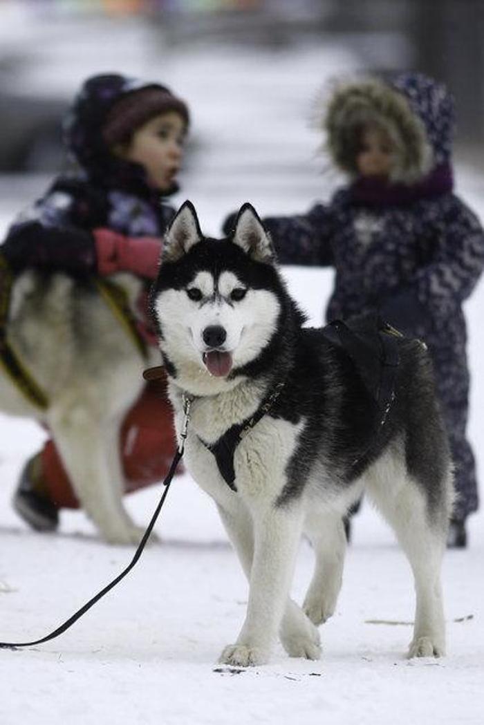 Husky Parka yoğun ilgi