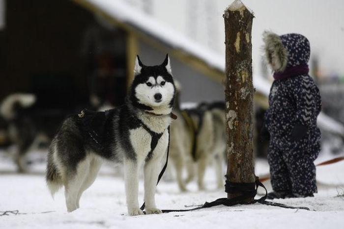 Husky Parka yoğun ilgi