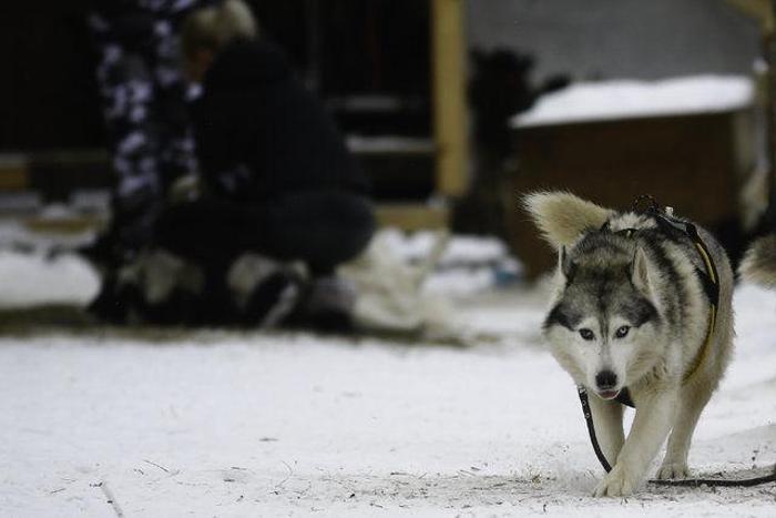 Husky Parka yoğun ilgi