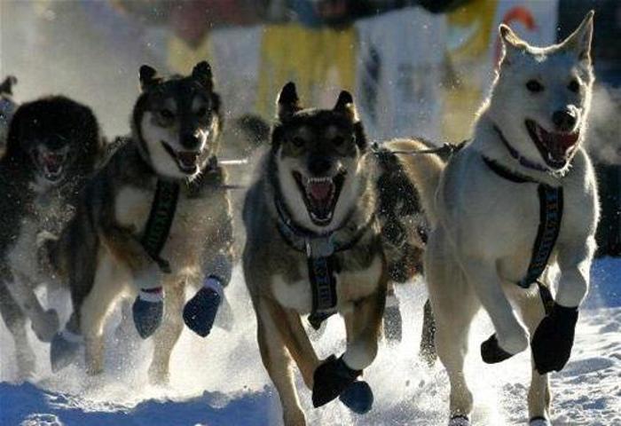 YUKON-QUEST
