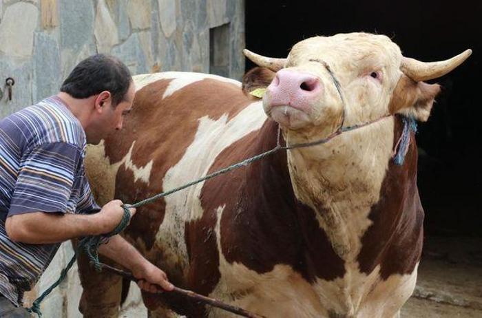 Kurban kesim duası Diyanet: Kurban keserken okunacak dua hangisidir