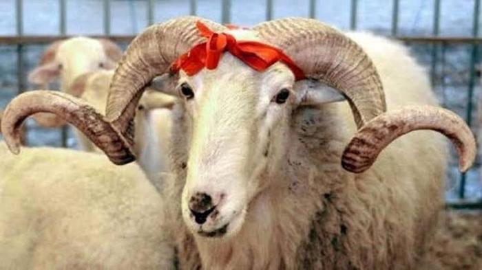 Kurban kesim duası Diyanet: Kurban keserken okunacak dua hangisidir