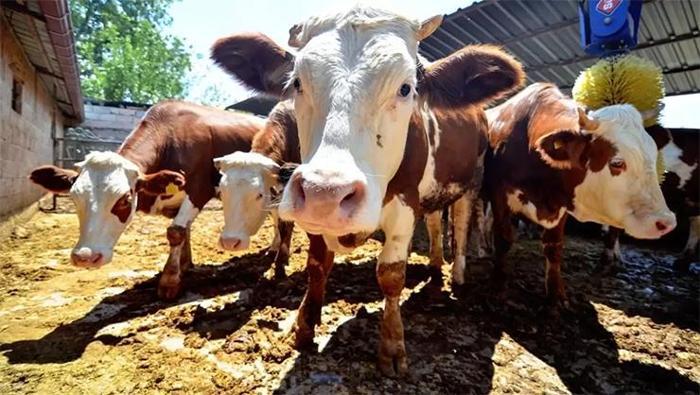 Arefe günü ibadetleri 2025: Kurban Bayramı Arefe günü yapılacak ibadetler