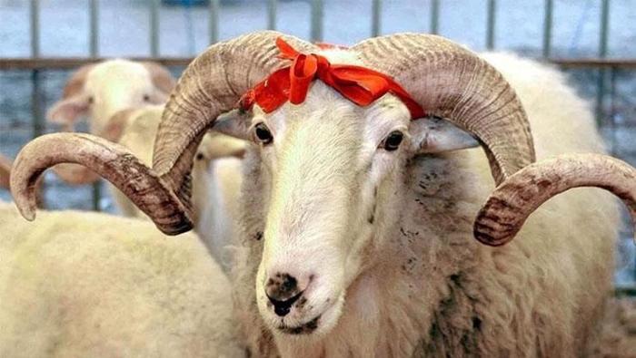 KURBAN BAYRAMI MESAJLARI EN YENİ | Resimli Bayram Mesajları 🤲 Aileye, akrabaya, arkadaşa, sevgiliye, en anlamlı dualı, WhatsApp bayram mesajları, dualı, en yeni bayram mesajları