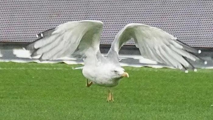 Beşiktaş - Samsunspor maçına damga vuran Martı Süleyman Sebanın sözleri gündem oldu: Bir gün sizi özlersem...