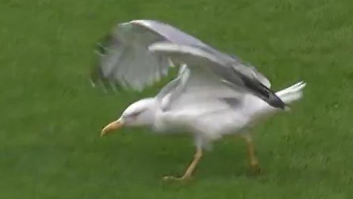Beşiktaş - Samsunspor maçına damga vuran Martı Süleyman Sebanın sözleri gündem oldu: Bir gün sizi özlersem...