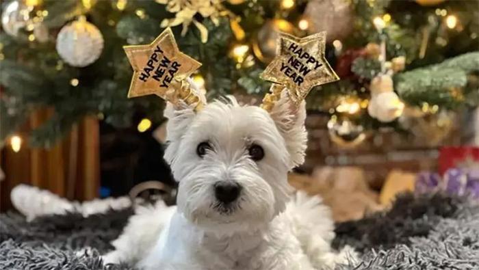 Komik yeni yıl mesajları 2026 - Arkadaşa, sevgiliye ve dosta etkileyici güldüren en komik yılbaşı tebrik & iyi dilek sözleri