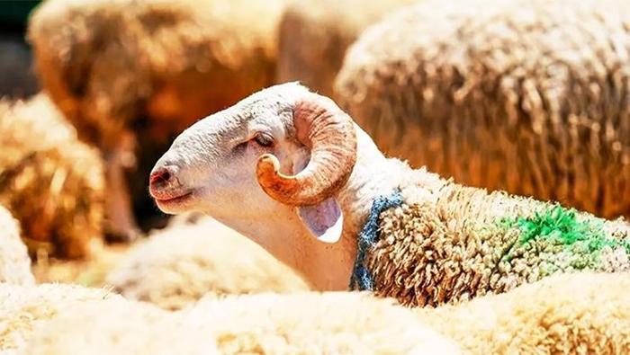 2026 KURBAN BAYRAMI NE ZAMAN, HANGİ GÜN BAŞLIYOR
