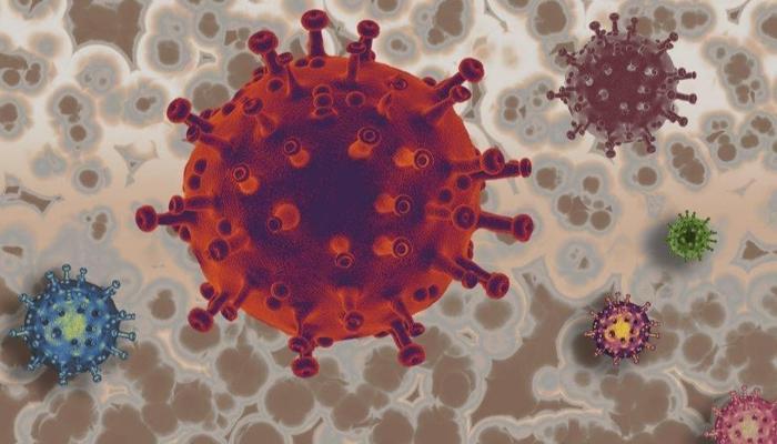 Maymun Çiçeği Virüsü Nedir? Maymun Çiçeği belirtileri nedir, nasıl bulaşır?