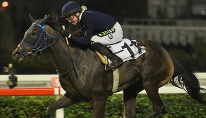 Uluslararası İstanbul Koşusu’nda zafere Beauty Of Darkness ulaştı